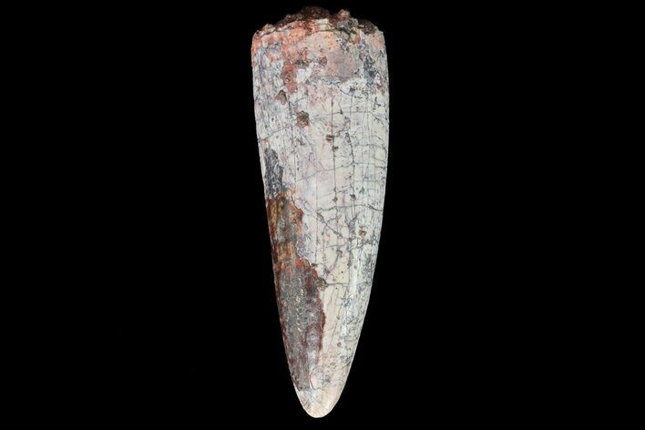 Phytosaur (Rutodon) Tooth - Arizona #66414